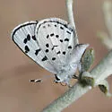 Pallid Blue - Hodges#4368