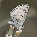 Pallid Blue - Hodges#4368 - photo 2