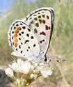 Rita's Blue - Hodges#4369 - Euphilotes rita