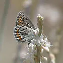 Spalding's Blue - Hodges#4369.1