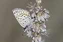 Spalding's Blue - Hodges#4369.1 - photo 2