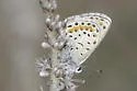 Spalding's Blue - Hodges#4369.1 - photo 3