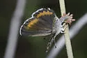 Spalding's Blue - Hodges#4369.1 - photo 4
