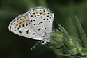 Spalding's Blue - Hodges#4369.1 - photo 5