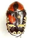 Euphoria biguttata