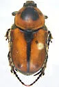 Euphoria discicollis - Euphoria discicollis
