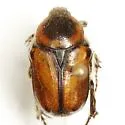 Euphoria discicollis - photo 2