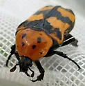 Euphoria fascifera - photo 2