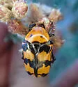 Euphoria fascifera - photo 3