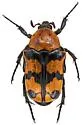 Euphoria fascifera - photo 4