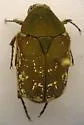 Olive Euphoria - Euphoria herbacea