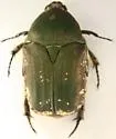 Olive Euphoria - photo 2
