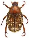Euphoria leucographa - photo 3