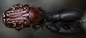 Euphoria leucographa - photo 5