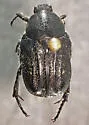 Euphoria levinotata - Euphoria levinotata