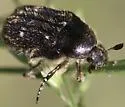 Euphoria levinotata - photo 2