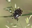 Euphoria levinotata - photo 3