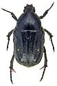 Euphoria levinotata - photo 5