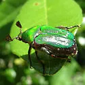 Euphoria limbalis - Euphoria limbalis