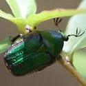 Euphoria limbalis - photo 3