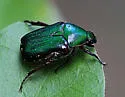 Euphoria limbalis - photo 4
