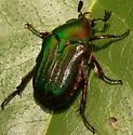 Euphoria limbalis - photo 5