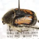 Euphoria pilipennis - photo 2