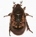 Euphoria pilipennis - photo 3