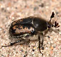 Euphoria pilipennis - photo 4