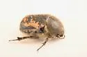 Euphoria pilipennis - photo 5