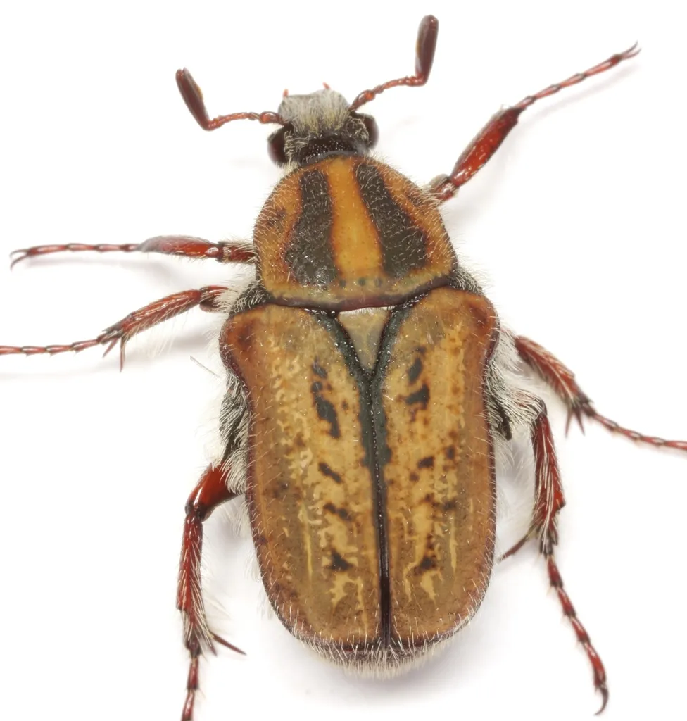 Euphoria quadricollis - photo 2