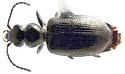 Euphorticus occidentalis - Euphorticus occidentalis