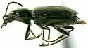 Euphorticus occidentalis - photo 2