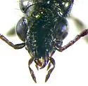 Euphorticus occidentalis - photo 4