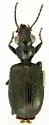 Euphorticus pubescens