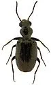 Euphorticus pubescens - photo 3