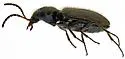 Euphorticus pubescens - photo 4