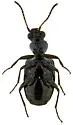 Euphorticus pubescens - photo 5
