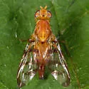 Currant fruit fly