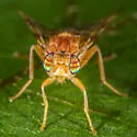 Currant fruit fly - photo 2
