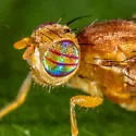 Currant fruit fly - photo 3