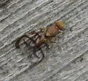 Currant fruit fly - photo 4