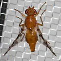 Currant fruit fly - photo 5