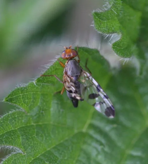 Euphranta toxoneura