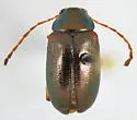 Euphrytus intermedius - Euphrytus intermedius