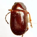 Euphrytus intermedius - photo 5