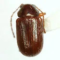 Euphrytus parvicollis