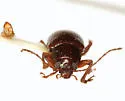 Euphrytus parvicollis - photo 2