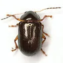 Euphrytus parvicollis - photo 3