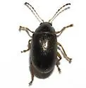 Euphrytus snowi